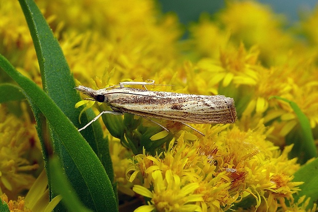 trávovec prúžkatý (sk) / travařík (cz) Agriphila inquinatella (Denis & Schiffermüller, 1775)