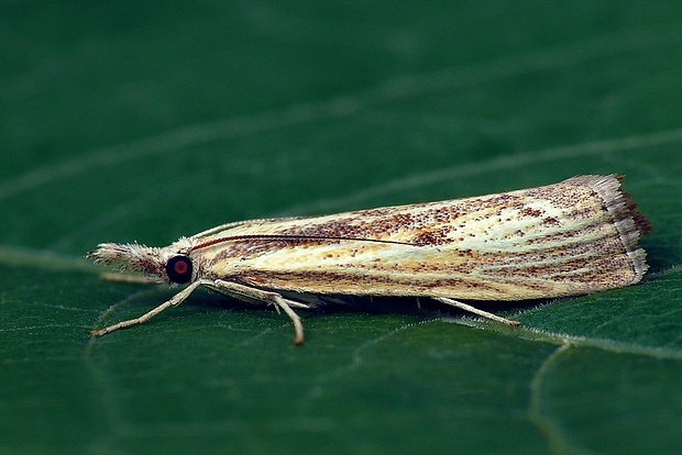 trávovec prúžkatý (sk) / travařík (cz) Agriphila inquinatella (Denis & Schiffermüller, 1775)