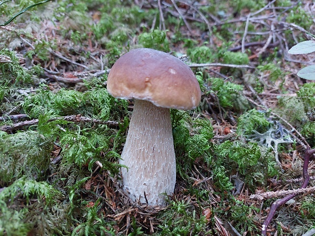 hríb smrekový Boletus edulis Bull.