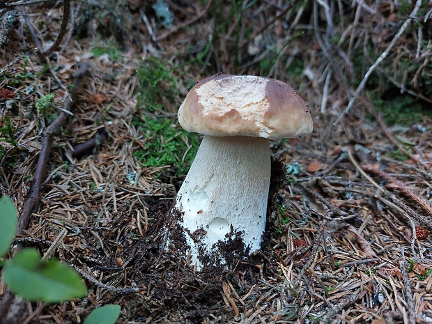 hríb smrekový Boletus edulis Bull.