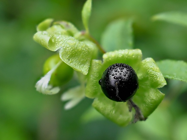 nadutica bobuľnatá Cucubalus baccifer L.