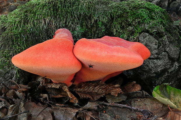 pečeňovec dubový Fistulina hepatica (Schaeff.) With.