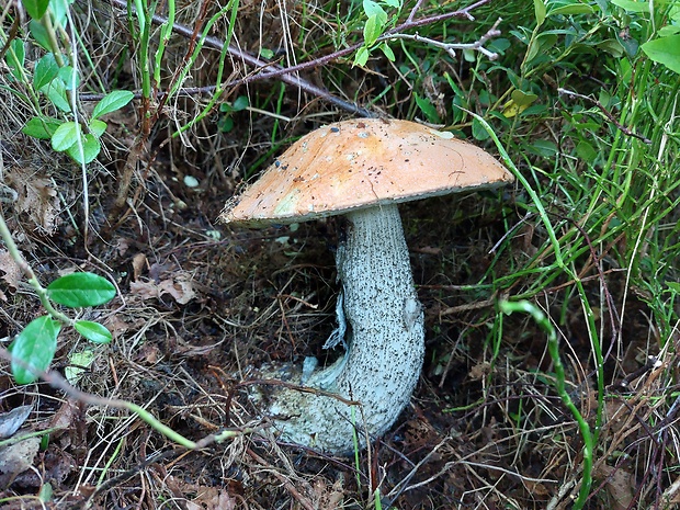 kozák žltooranžový Leccinum versipelle (Fr. & Hök) Snell