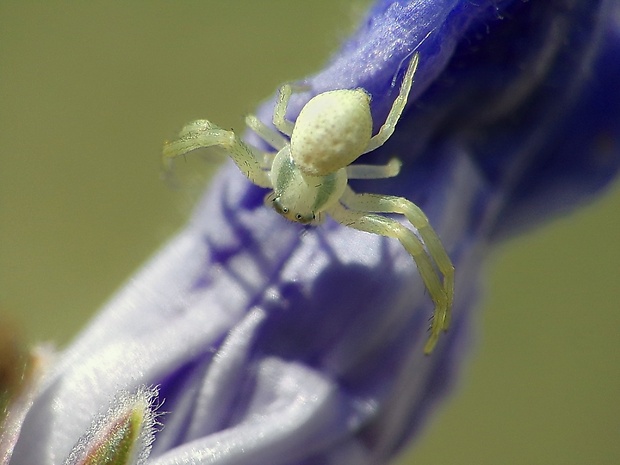 kvetárik dvojtvarý Misumena vatia