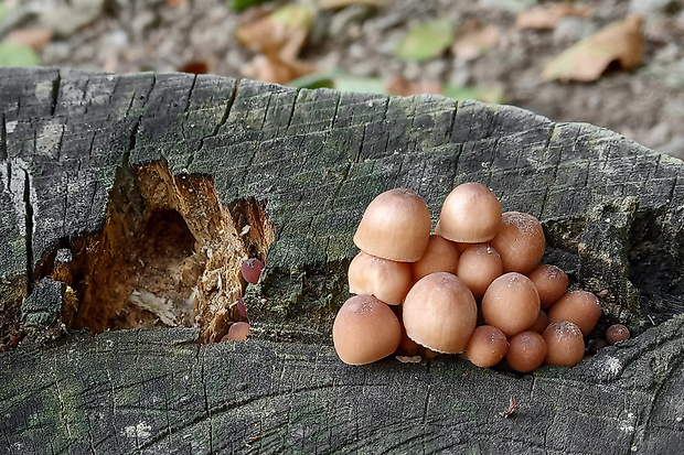 prilbička žltohlúbiková Mycena renati Quél.