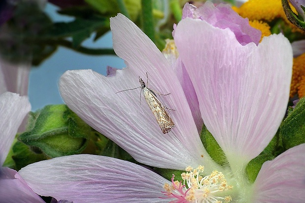 trávovec lipnicový (sk) / travařík lipnicový (cz) Platytes cerussella (Denis & Schiffermüller, 1775)