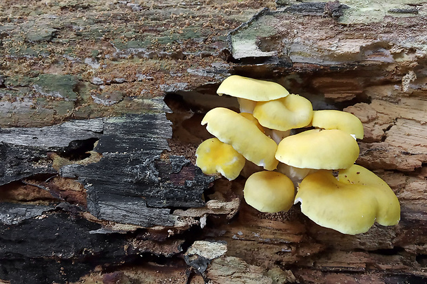 hliva lievikovitá citrónová Pleurotus citrinopileatus (Singer) Ohira