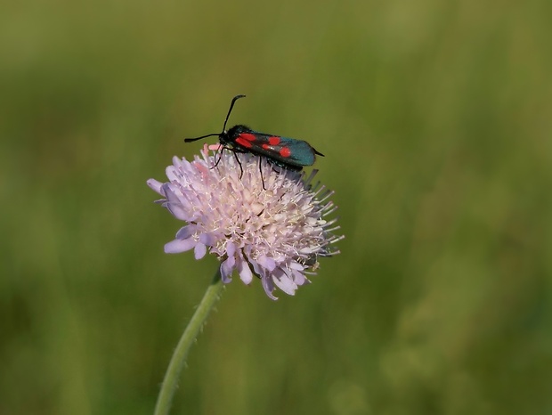 vretienka päťbodá Zygaena lonicerae