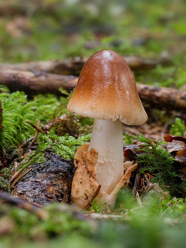 muchotrávka plavohnedá Amanita fulva Fr.