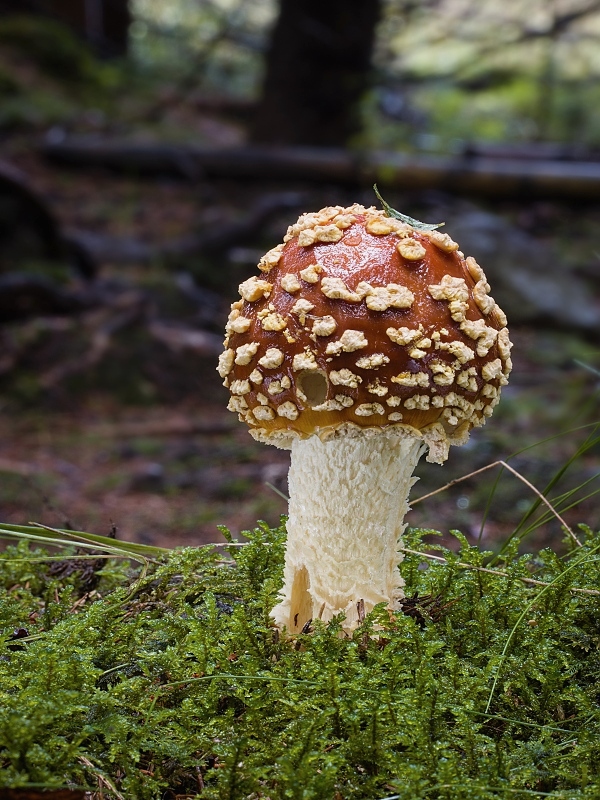 muchotrávka kráľovská Amanita regalis (Fr.) Michael