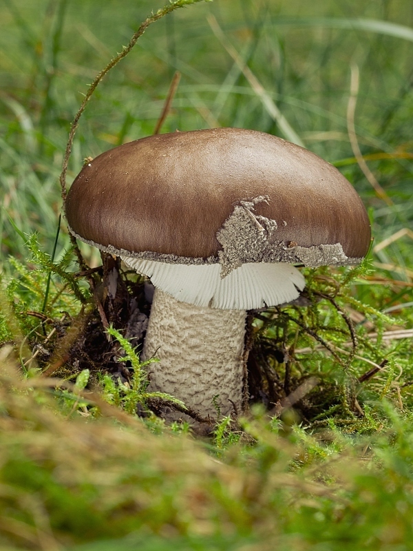 muchotrávka Amanita sp.