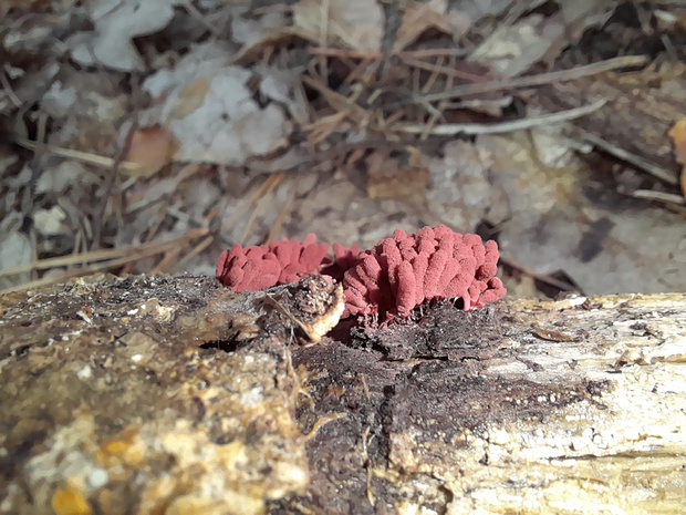 mištička Arcyria sp.