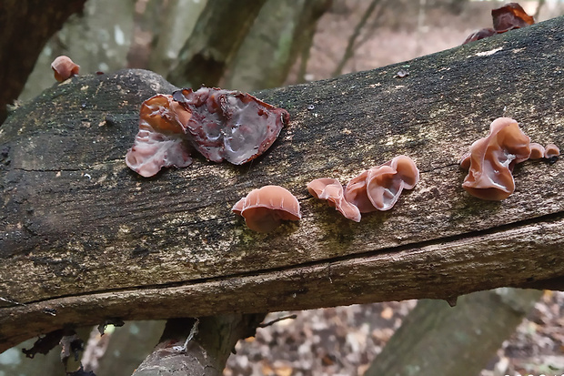 uchovec bazový Auricularia auricula-judae (Bull.) Quél.