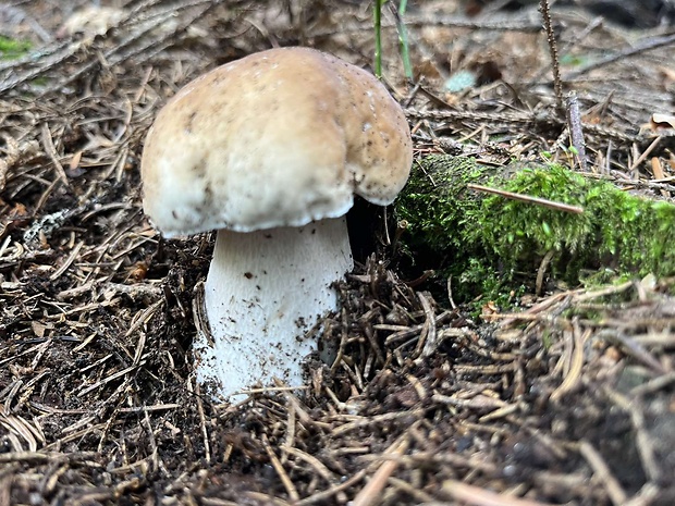 hríb smrekový Boletus edulis Bull.