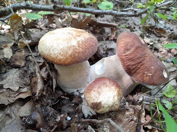 hríb dubový Boletus reticulatus Schaeff.