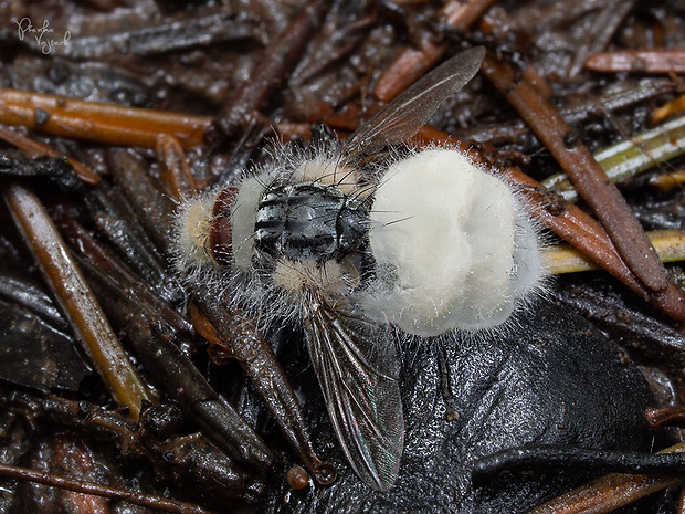 hmyzomorka mušia Entomophthora muscae (Cohn) Fresen.