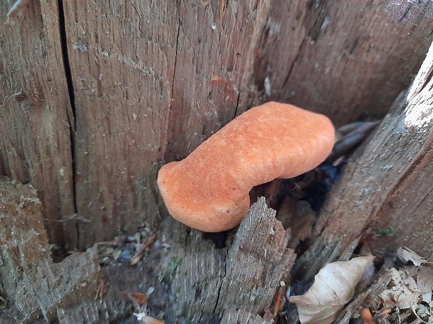 pečeňovec dubový Fistulina hepatica (Schaeff.) With.