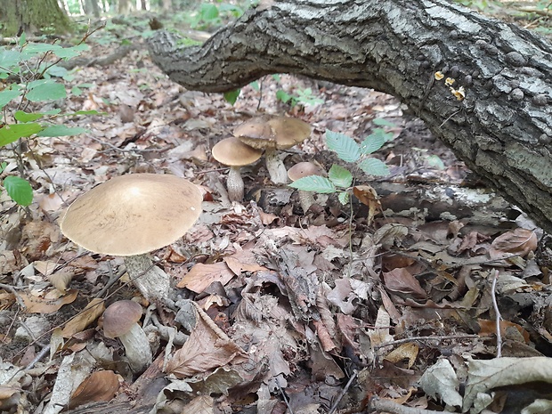 kozák hrabový Leccinum pseudoscabrum (Kallenb.) Šutara