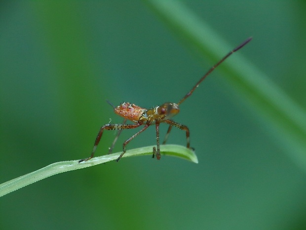 obrubnica americká Leptoglossus occidentalis