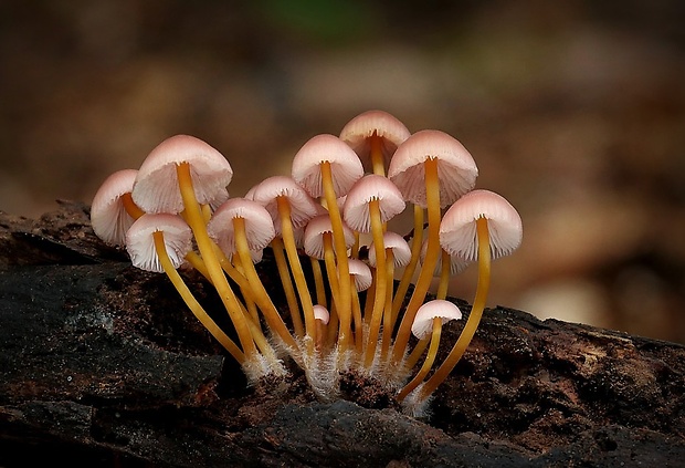 prilbička žltohlúbiková Mycena renati Quél.