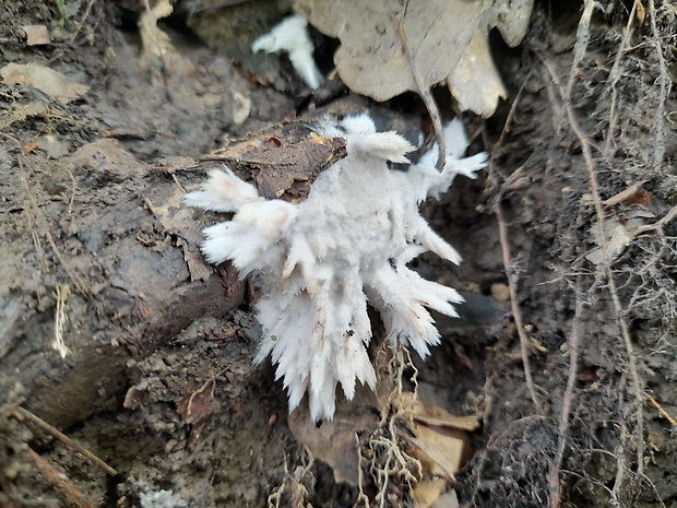 Paecilomyces sp.