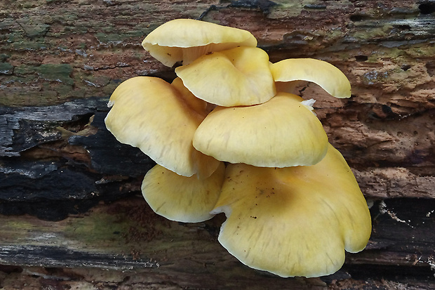 hliva lievikovitá citrónová Pleurotus citrinopileatus (Singer) Ohira