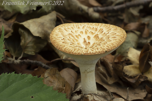 trúdnik hľuzovitý Polyporus tuberaster (Jacq. ex Pers.) Fr.