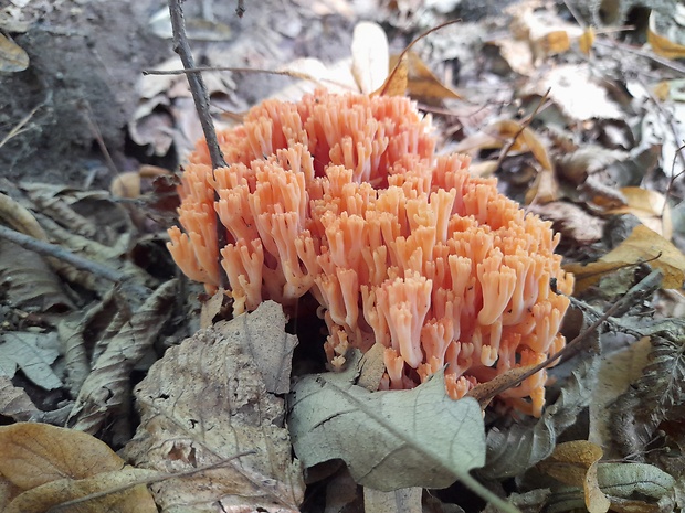 strapačka lososovoružová Ramaria subbotrytis (Coker) Corner