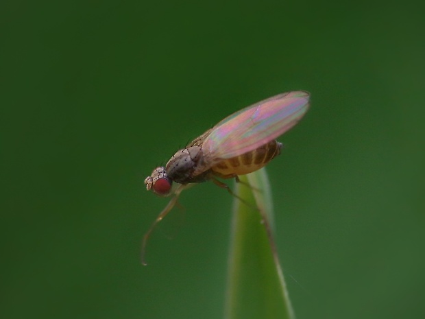 drozofila Scaptomyza pallida  (Zetterstedt, 1847)