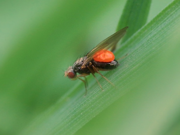 drozophila + s forézným roztočom Poecilochirus sp. Scaptomyza pallida