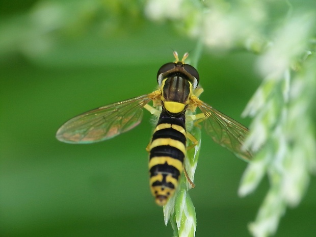 pestrica Sphaerophoria scripta (Linnaeus, 1758)