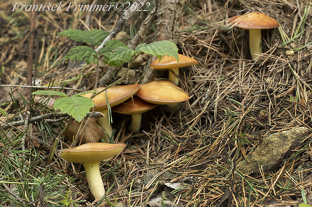 masliak zrnitý Suillus granulatus (L.) Roussel