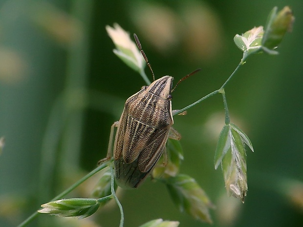 bzdocha kužeľovitá Aelia acuminata