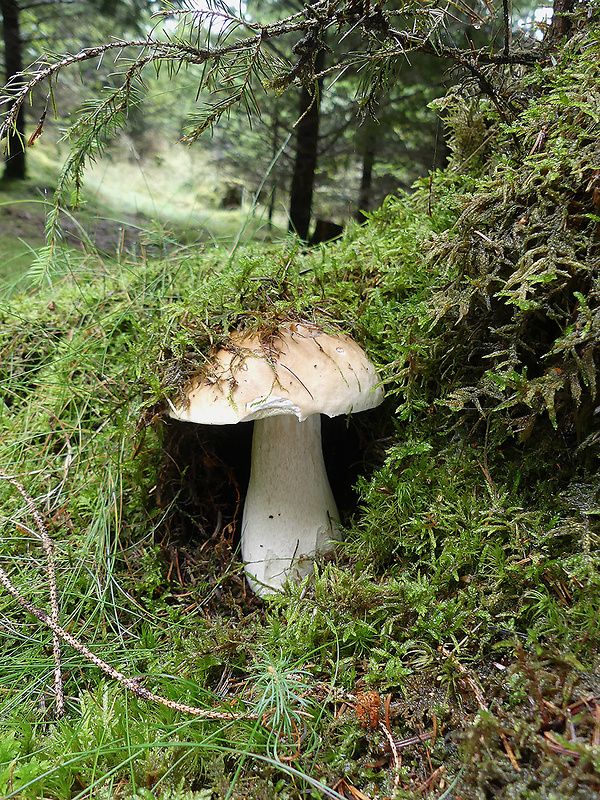 hríb smrekový Boletus edulis Bull.