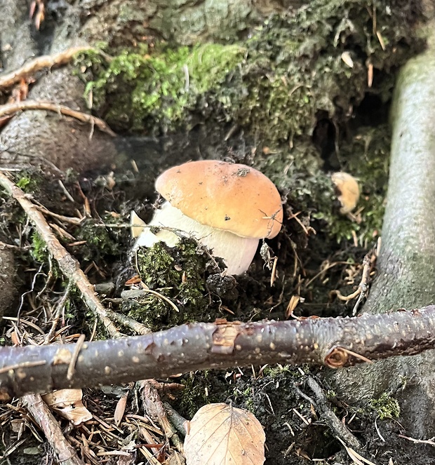 hríb smrekový Boletus edulis Bull.