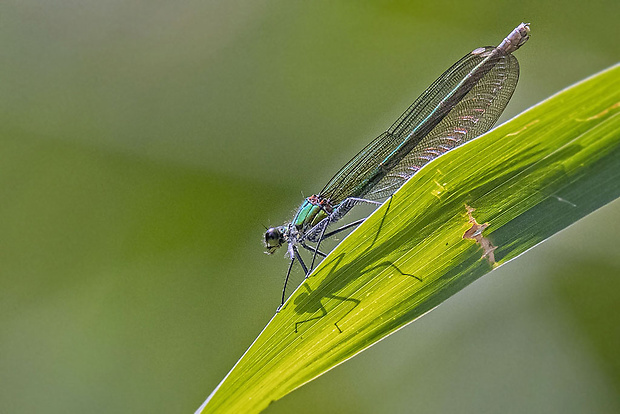 hadovka lesklá, samica Calopteryx splendens  (Harris, 1782)