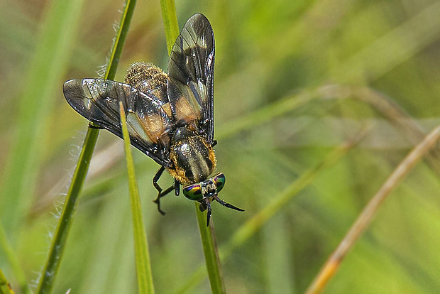 ovadík obyčajný, samica Chrysops caecutiens  (Linnaeus, 1761)