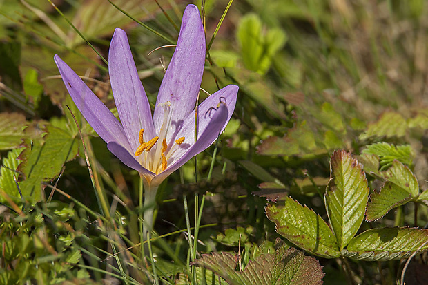 jesienka obyčajná Colchicum autumnale