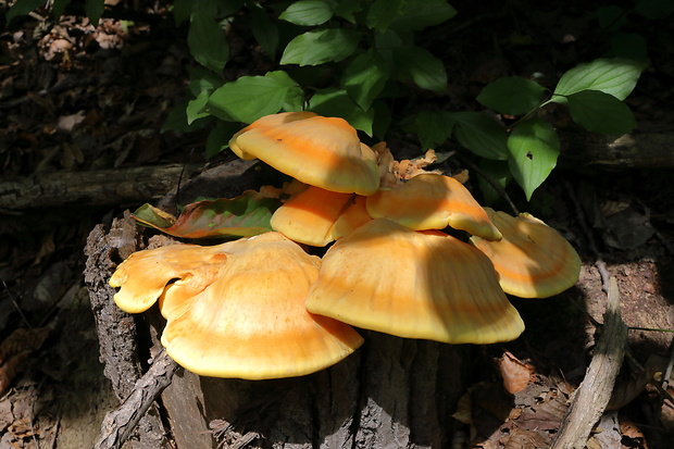 sírovec obyčajný Laetiporus sulphureus (Bull.) Murrill