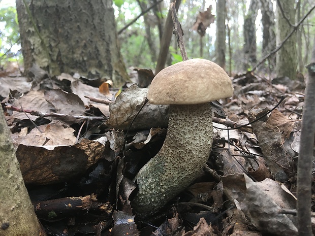 kozák topoľový Leccinum duriusculum (Schulzer ex Kalchbr.) Singer