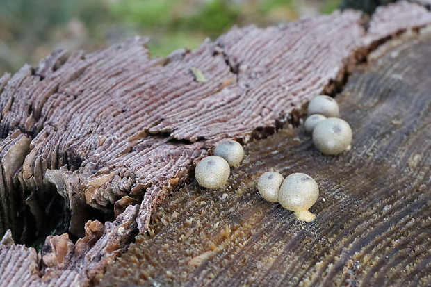 vlčinka Lycogala sp.