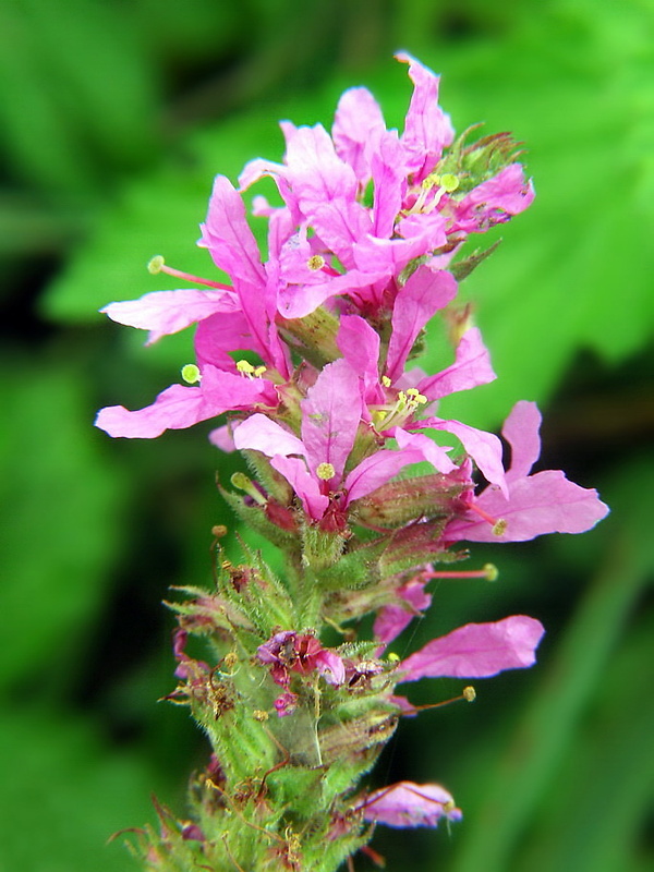 vrbica vŕbolistá Lythrum salicaria L.