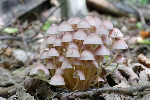 prilbička žltohlúbiková ? Mycena renati Quél. ?