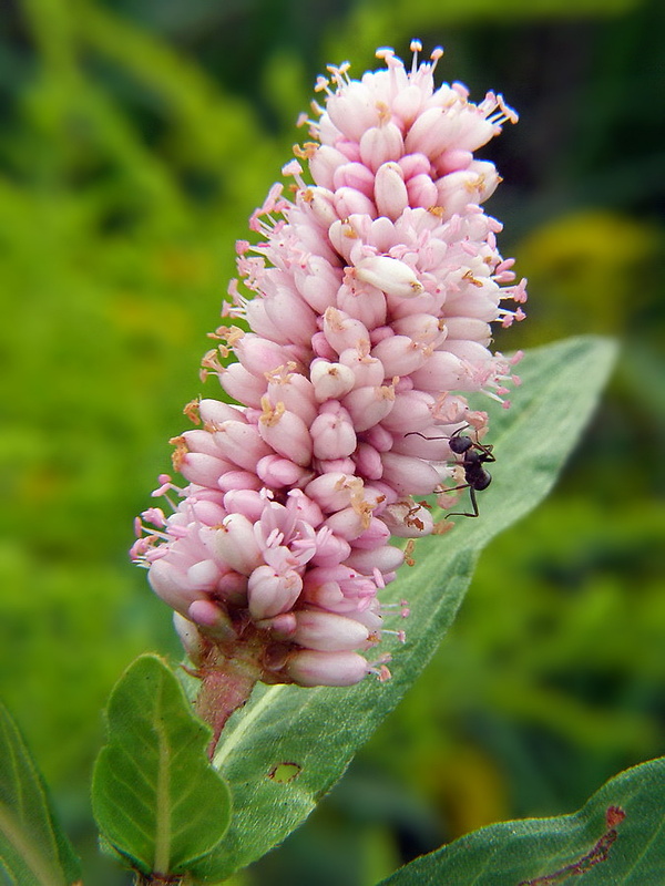 horčiak štiavolistý Persicaria lapathifolia (L.) Gray