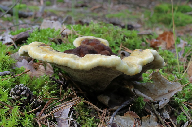 hnedák Schweinitzov Phaeolus schweinitzii (Fr.) Pat.