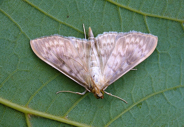 vijačka žihľavová Pleuroptya ruralis