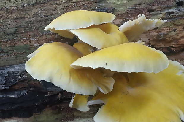 hliva lievikovitá citrónová Pleurotus citrinopileatus (Singer) Ohira