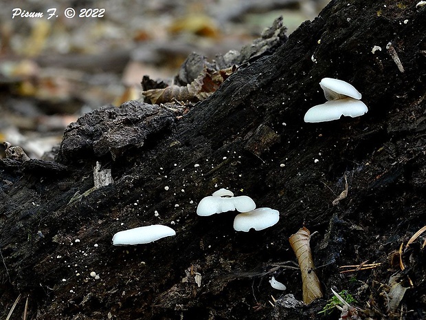 hliva buková Pleurotus pulmonarius (Fr.) Quél.