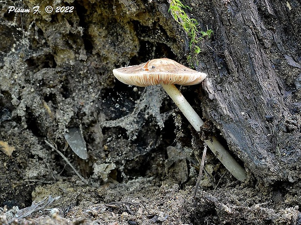 štítovka jelenia Pluteus cervinus (Schaeff.) P. Kumm.