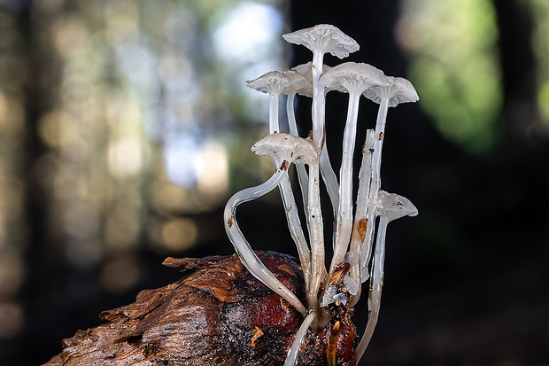 prilbička lepkavá Roridomyces roridus (Fr.) Rexer